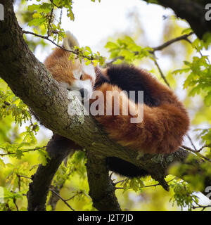 Roter Panda, auch bekannt als der kleinere Panda, Firefox oder Katze-Bär, schlafen in den Ästen eines Baumes. Diese Kreatur ist heimisch in den Himalaya und C Stockfoto