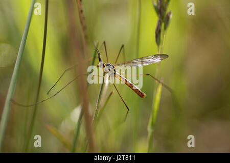 Nephrotoma flavescens Stockfoto