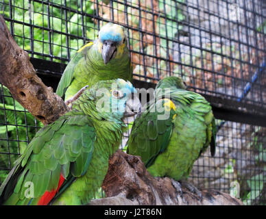 Loro Sexi Vogelpark, grünen Papagei, Almunecar, Grenada Provinz, Andalusien, Costa Tropical, Spanien, Europa Stockfoto