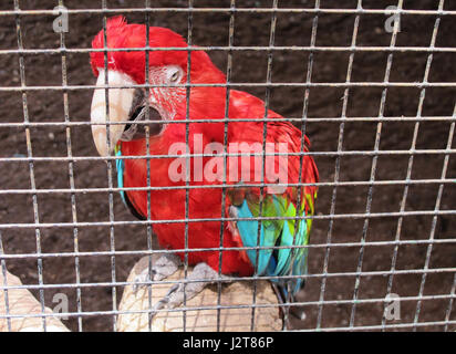 Roter Ara Papagei, Loro Sexi Vogelpark, Almunecar, Grenada Provinz, Andalusien, Costa Tropical, Spanien, Europa Stockfoto