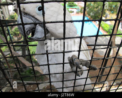 Loro Sexi Vogelpark, weiße Kakadu Papagei, Almunecar, Grenada Provinz, Andalusien, Costa Tropical, Spanien, Europa Stockfoto