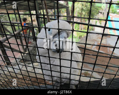 Loro Sexi Vogelpark, weiße Kakadu Papagei, Almunecar, Grenada Provinz, Andalusien, Costa Tropical, Spanien, Europa Stockfoto