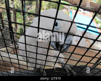 Loro Sexi Vogelpark, weiße Kakadu Papagei, Almunecar, Grenada Provinz, Andalusien, Costa Tropical, Spanien, Europa Stockfoto