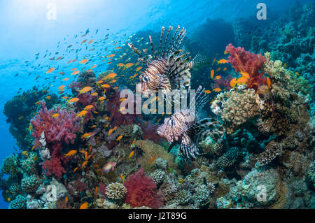 Gemeinsamen Rotfeuerfisch oder Teufel Feuerfisch (Pterois Miles) schwimmen über Korallenriff mit Lyretail Anthias oder Goldies (Pseudanthias Squamipinnis).  Oft Augenblicks Stockfoto