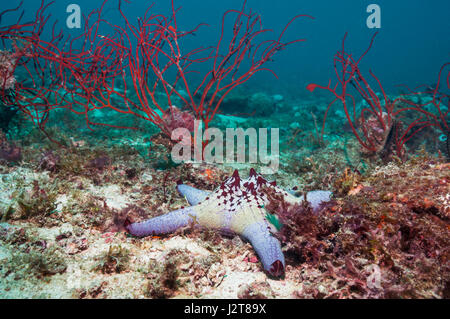 Waben oder Kissen Seestern [Pentaceraster Alveolatus].  Oreasteridae.  Cebu, Malapascua Island, Philippines. Stockfoto