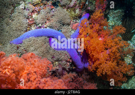 Blauer Seestern [Linckia Laevigata].  Cebu, Malapascua Island, Philippines. Stockfoto