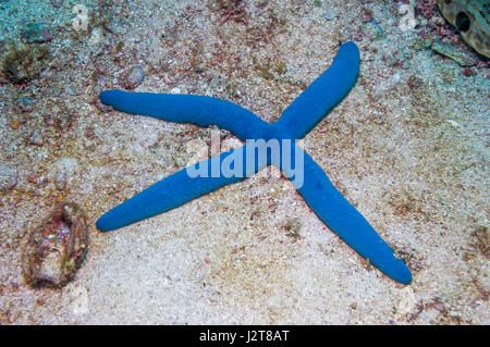 Blauer Seestern [Linckia Laevigata].  Cebu, Malapascua Island, Philippines. Stockfoto