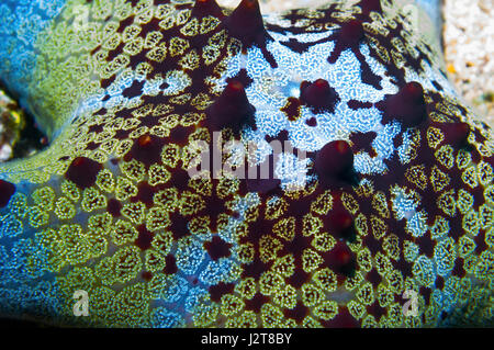 Waben oder Kissen Seestern [Pentaceraster Alveolatus].  Oreasteridae.  Malapascua Island, Philippines. Stockfoto