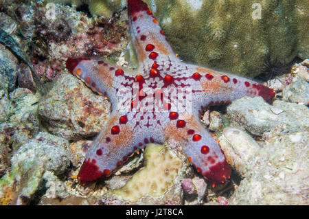 Waben oder Kissen Seestern [Pentaceraster Alveolatus].  Oreasteridae.  Malapascua Island, Philippines. Stockfoto