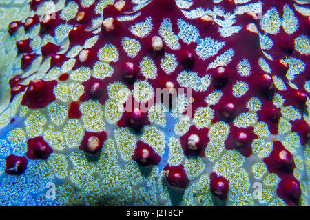 Waben oder Kissen Seestern [Pentaceraster Alveolatus].  Oreasteridae.  Malapascua Island, Philippines. Stockfoto