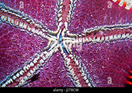 Waben oder Kissen Seestern [Pentaceraster Alveolatus].  Oreasteridae.  Malapascua Island, Philippines. Stockfoto