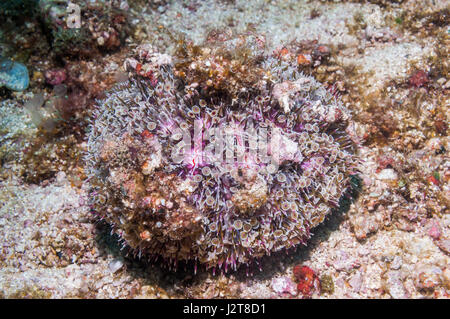 Blume Urchin [Toxopneustes Pileolus].  Extrem giftig. Stockfoto