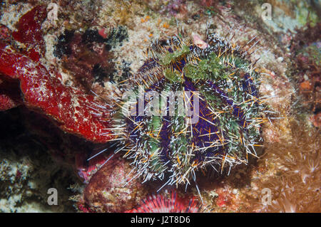 Kuchen Urchin [Tripneustes Gratilla].  Cebu, Malapascua Island, Philippines. Stockfoto