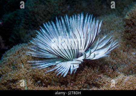 Staubwedel Wurm.  Cebu, Malapascua Island, Philippines. Stockfoto