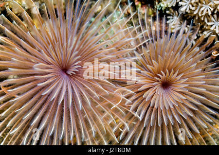 Gemeinsamen Fan-Wurm (Sabellastarte sp.).  Rinca, Indonesien. Stockfoto