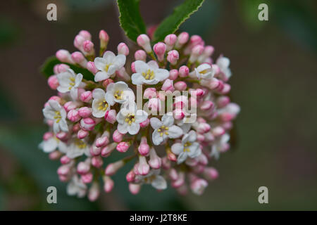 Viburnum carlcepalum, gewöhnlicher Name duftender Schneeball Stockfoto