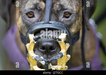 Samlesbury Hall, Preston, UK. Mai, 2017. Samlesbury Hall's fünften jährlichen Fun Dog Show in Samlesbury Hall, Preston. Hündchen, Große und Kleine angekommen und Dieses stattliche Haus für Thr 6. jährliche Veranstaltung, behauptet, für die Besten fun Dog Show in Lancashire. Stockfoto