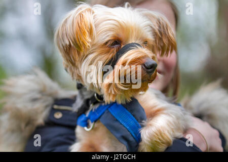 Samlesbury Hall, Preston, UK. 1. Mai 2017. "Mandy" Yorkshire-Terrier in Samlesbury Hall fünften jährlichen Spaß Hundeausstellung in Samlesbury Hall, Preston. Pooches, groß und klein kamen und das Herrenhaus für Thr 6. Jahresveranstaltung, behauptet, um zu sein, denn der beste Spaß Hundeausstellung in Lancashire. Bildnachweis: MediaWorldImages/Alamy Live-Nachrichten Stockfoto