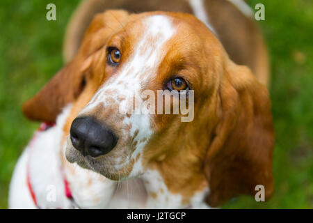 Samlesbury Hall, Preston, UK. 1. Mai 2017. Minnie der Basset Hound in Samlesbury Hall fünften jährlichen Spaß Hundeausstellung in Samlesbury Hall, Preston. Pooches, groß und klein kamen und das Herrenhaus für Thr 6. Jahresveranstaltung, behauptet, um zu sein, denn der beste Spaß Hundeausstellung in Lancashire. Bildnachweis: MediaWorldImages/Alamy Live-Nachrichten Stockfoto