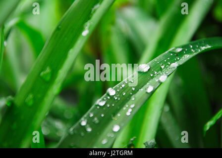 Portland, Dorset, UK. 1. Mai 2017. Großbritannien Wetter. Ein regnerisch Start in Bank Holiday Montag in Portland Credit: Stuart Fretwell/Alamy Live-Nachrichten Stockfoto