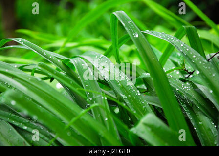 Portland, Dorset, UK. 1. Mai 2017. Großbritannien Wetter. Ein regnerisch Start in Bank Holiday Montag in Portland Credit: Stuart Fretwell/Alamy Live-Nachrichten Stockfoto