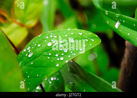 Portland, Dorset, UK. 1. Mai 2017. Großbritannien Wetter. Ein regnerisch Start in Bank Holiday Montag in Portland Credit: Stuart Fretwell/Alamy Live-Nachrichten Stockfoto