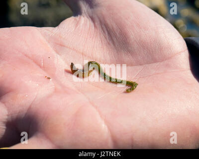 Das Meer-Wurm auf der menschlichen Handfläche Stockfoto