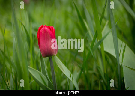 Einzelne Tulpe in den Rasen. Rote Tulpe. Stockfoto