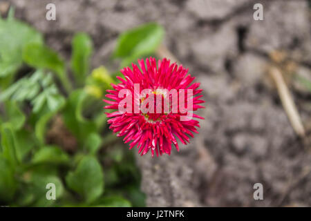 Rote Strawflower. Einzelne Strawflower. Strawflower. Feld Blume. Stockfoto