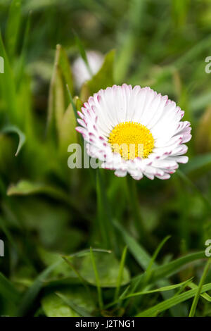 Strawflower. Feld Blume. Vertcal Rahmen. Stockfoto