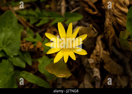 Geheime Speisekammer der Natur. Feldblume ist gelb. Stockfoto