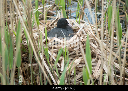 Blässhuhn (Fulica Atra) am Nest. Vogel in der Familie Rallidae sitzen oben auf Nest von Schilf, Inkubation von Eiern Stockfoto