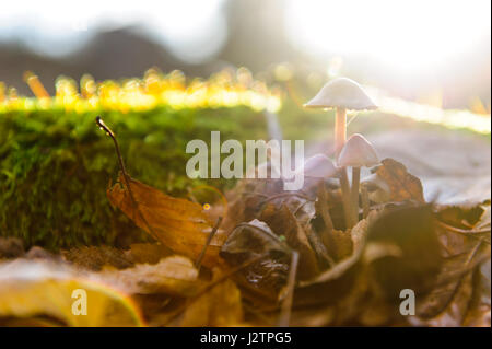 Einzigen Pilz weißen Pilz Vordergrund lässt Buche im herbstlichen Wald. Goldene Sonnenstrahlen in Orange Blätter. Dunklen Zauberwald und Sonnenschein Stockfoto