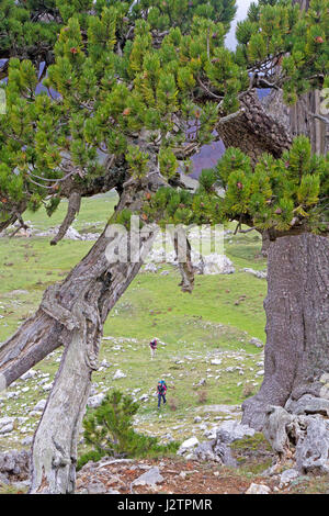 Wandern vorbei an Loricato Kiefern im Pollino-Nationalpark Stockfoto