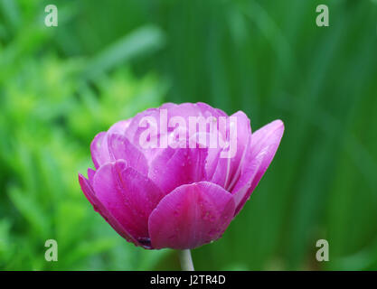 Dunkel rosa Papagei Tulpe Blume Blüte Blüte. Stockfoto