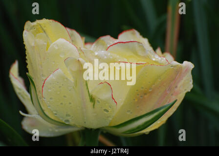 Blühende weiße Tulpe mit Tau fällt auf den Blütenblättern. Stockfoto