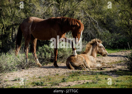 wilde Stute Pfoten bei jungen Colt während Colt auf grünen Frühling Gräser in der Wüste legt. Teil einer großen Band von Wildpferden mit Wohnsitz außerhalb von Phoenix, Stockfoto