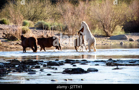 zwei Hengste streiten nicht gleichgültig Weibchen in der Salt River von Arizona. Teil einer großen Band von Wildpferden mit Wohnsitz außerhalb von Phoenix, AZ Stockfoto