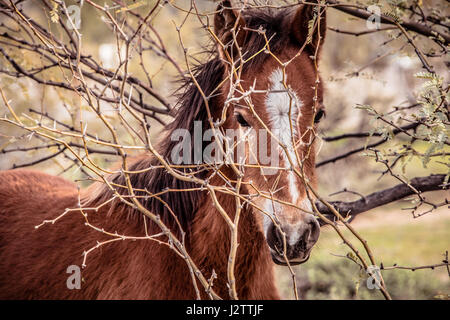 Nahaufnahme von jungen wilden Colt Phoenix Arizona Strauch durchsehen.  Diese Pferde sind Teil einer großen Band von Wildpferden mit Wohnsitz außerhalb von Phoenix, AZ Stockfoto