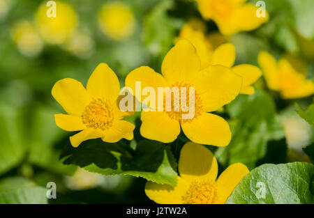 Marsh Marigold Blüte in einem Gartenteich, Cheshire, UK Stockfoto