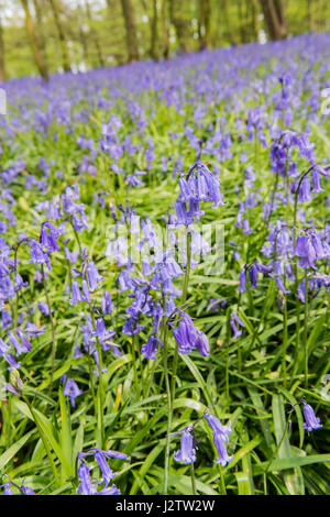 Glockenblumen In alten Wäldern, Cheshire, UK Stockfoto