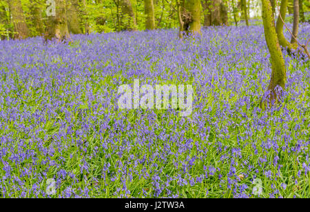 Glockenblumen In alten Wäldern, Cheshire, UK Stockfoto