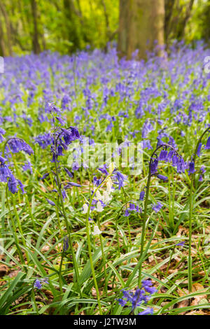 Glockenblumen In alten Wäldern, Cheshire, UK Stockfoto