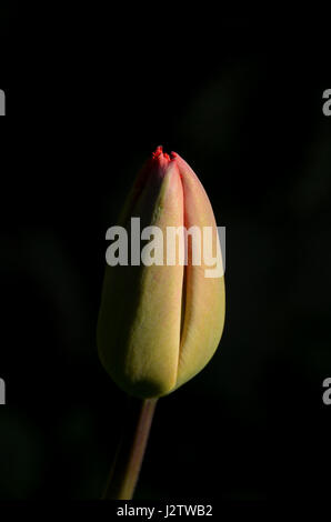 Geschlossene rote Tulpe auf einem dunklen Hintergrund. Stockfoto