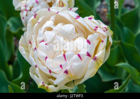 Pfingstrose (Paeonia suffruticosa) ist eine wunderschöne Blüte Laub Bush im Frühjahr mit riesigen weißen, rosa, roten und grünen Blumen. Stockfoto