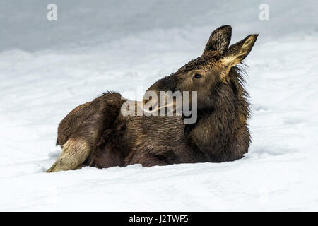 Schöne juvenile eurasischen Elch / Elch (Alces Alces) dargestellt sitzen im Schnee driften in mitten im Winter Stockfoto