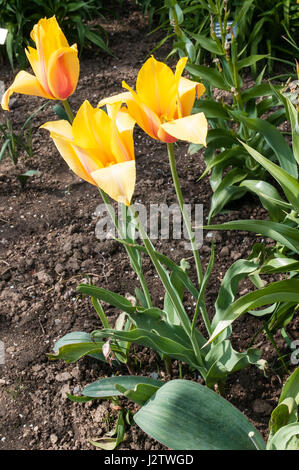 (Tulipa Tulipa) ist eine umfangreiche Familie von Lily einkeimblättrige Pflanzen einfach früh einfach spät voll von frühen triumph Tulpen Darwin Hybriden Stockfoto