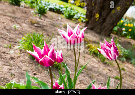 (Tulipa Tulipa) ist eine umfangreiche Familie von Lily einkeimblättrige Pflanzen einfach früh einfach spät voll von frühen triumph Tulpen Darwin Hybriden Stockfoto