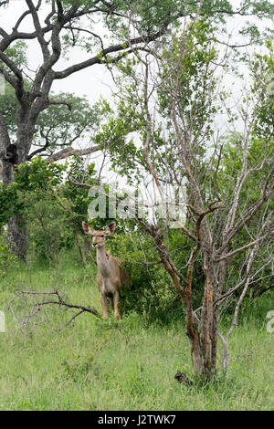 Weibliche Kudu im Krüger Nationalpark, Südafrika Stockfoto