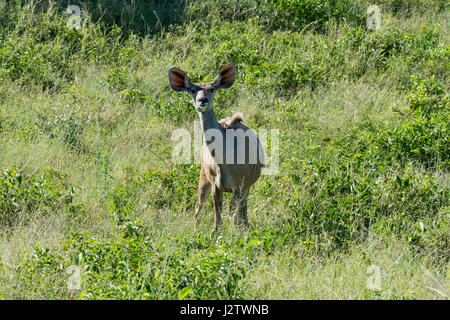 weibliche Kudu im iSimangaliso Wetland Park, Süd - Afrika Stockfoto